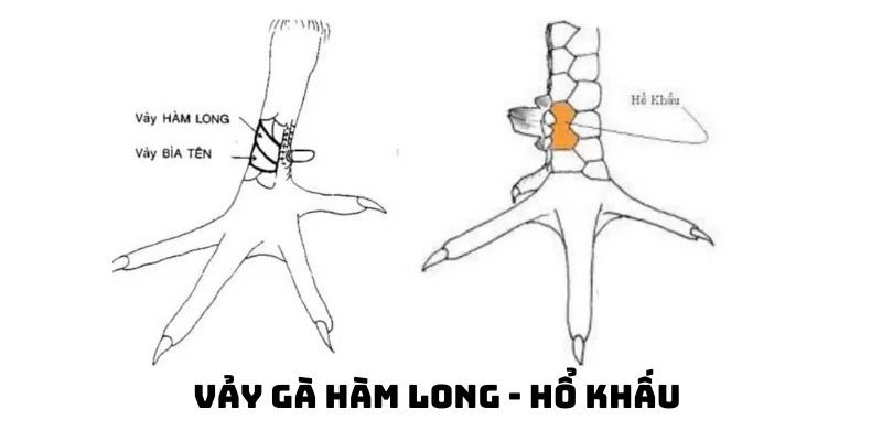 Đặc điểm 78 vảy gà tốt nên chọi - vảy hàm long