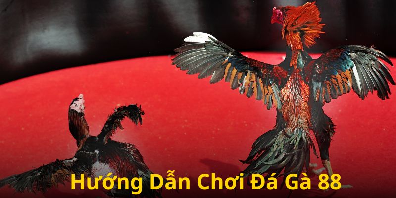 Hướng dẫn cách thức tham gia đá gà 88 cực chuẩn