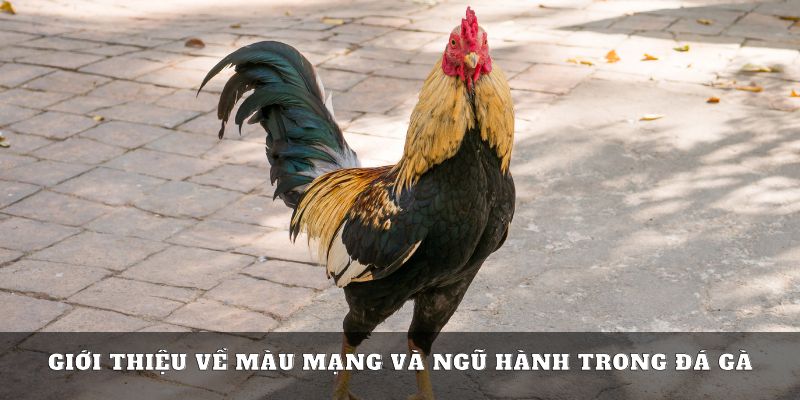 Thông tin về màu mạng gà đá