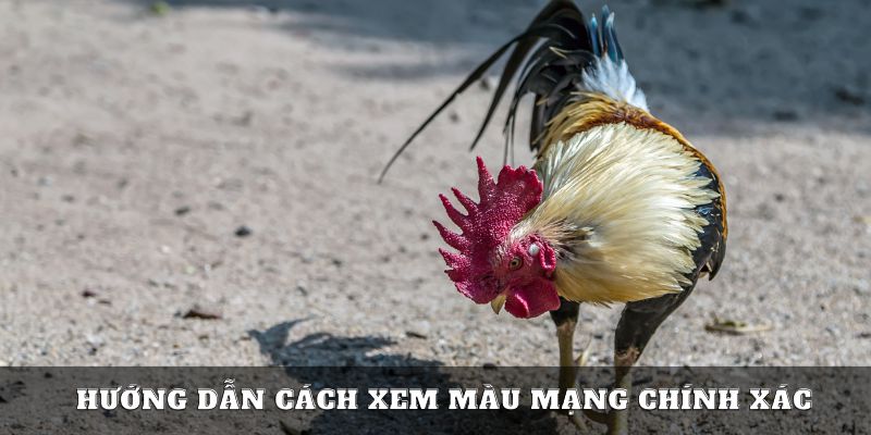 Cách xem màu mạng gà đá chuẩn