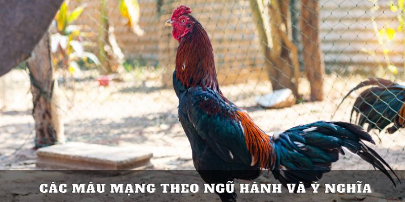 Các màu mạng gà đá theo ngũ hành